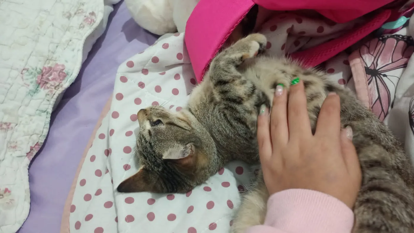 📢GATA DESAPARECIDA!! 🐱